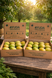 Alphonso Mango -Organic