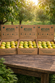 Alphonso Mango -Organic