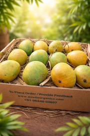 Alphonso Mango -Organic
